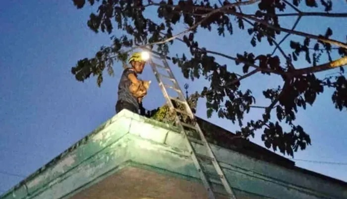 Bukan Cuma Jinakkan Api, Damkar Bontang Rela Naik Tangga Demi Si Meong