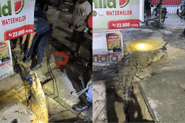 Evakuasi Buaya Dua Meter di Jantung Kota Bontang