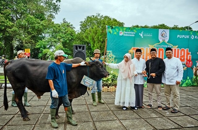 Karyawan Ikut Terlibat, Pupuk Kaltim Tebar Ratusan Hewan Kurban untuk Warga Bontang