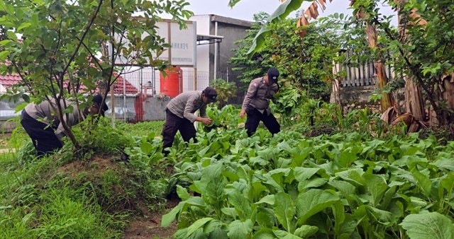 Polsek Bontang Selatan Laksanakan Panen Ketahanan Pangan untuk Masyarakat