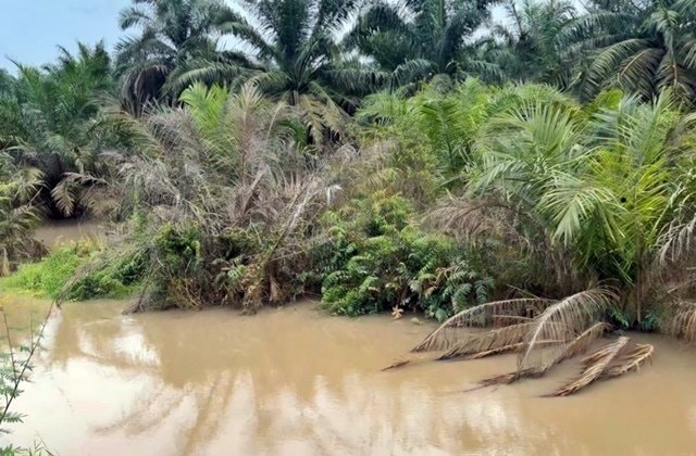 8 Bulan Sawit Warga Batuah Kukar Tenggelam Lumpur, Diduga Limbah Tambang