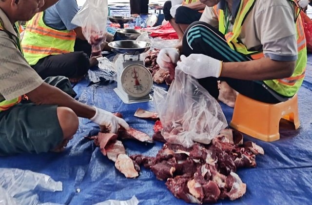 Tiga Sapi Kurban di Bontang Terindikasi Cacing Hati, DKP3 Bontang: Tetap Layak Dikonsumsi