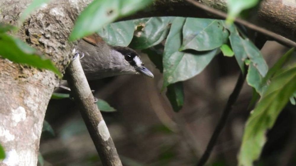 Burung Pelanduk Kalimantan Muncul Lagi setelah 172 Tahun