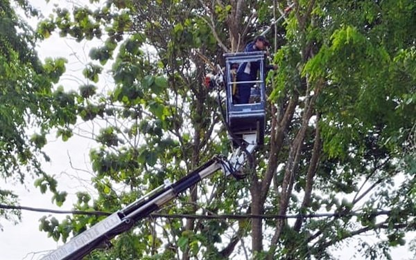 Ibu-Ibu Posyandu Satimpo Bontang Bisa Tenang, Pohon Rawan Tumbang Dipangkas