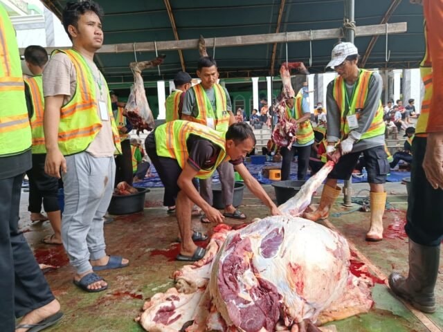 Kurban 22 Sapi di Kampung Jawa Bontang, Solidaritas Warga Urunan dan Menabung Tak Pernah Surut
