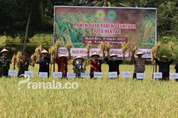 Kutai Kartanegara Ikuti Panen Raya Nusantara Satu Juta Hektare di Bukit Biru, Tenggarong