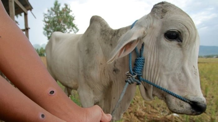 Daging Hewan Kurban di Balikpapan Aman Dikonsumsi
