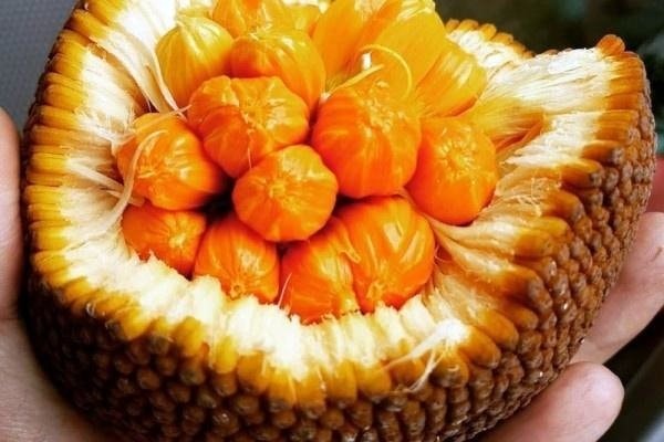 Daftar Tumbuhan Khas Kalimantan yang Mulai Langka