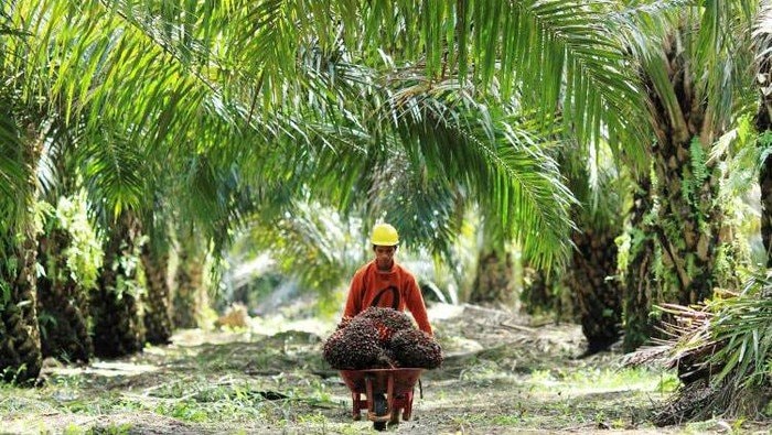 Tambang Lesu, DPRD Berau Usulkan Hilirisasi Perkebunan jadi Solusi
