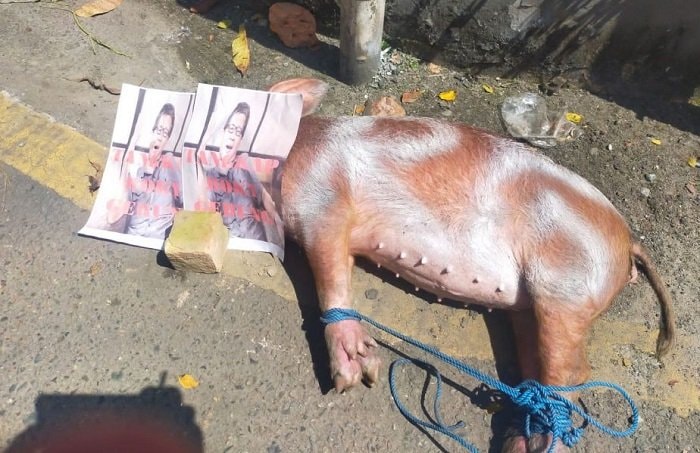 Ormas Dayak Berdemo di Balikpapan, Ada Aksi Sembelih Babi Inisial RG