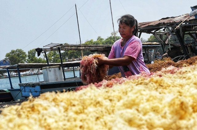 Bontang Kaya Rumput Laut, tapi Minim Fasilitas Pengelola