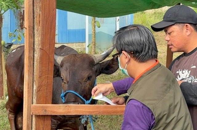 Ribuan Sapi Sudah Dicek, Hewan Kurban di Bontang Diklaim Aman