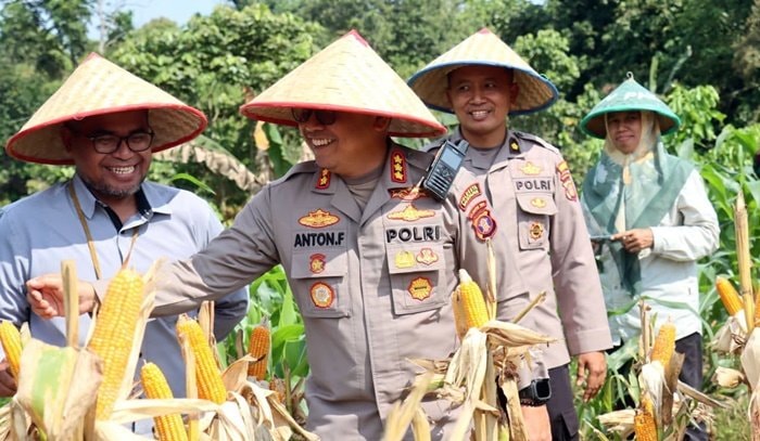 Polresta Balikpapan Panen Jagung Pipil 1 Ton Lebih, Dukung Ketahanan Pangan Nasional