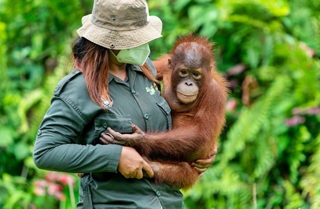 Samboja Lestari Kaltim Dikepung Tambang, Rumah 111 Orang Utan di IKN Terancam