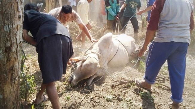Tuntunan Rasulullah SAW saat Kurban dan Aqiqah