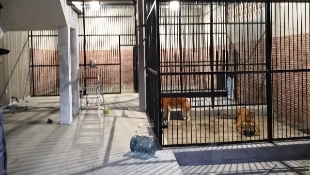 Pemilik Harimau Pemangsa Perawat di Samarinda jadi Tersangka dan Ditahan