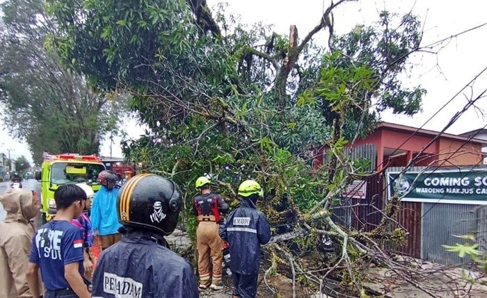 Detik-Detik Pohon Tumbang di Bontang, Tiga Motor Rusak, Jalan Awang Long Sempat Lumpuh