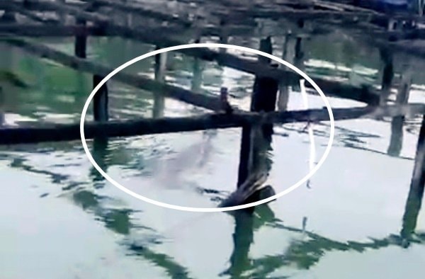 Buaya Muncul di Anjungan Bontang Kuala, Warga Panik dan Diimbau Waspada