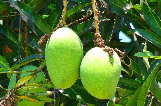 Maling Mangga Muda Marak di Bontang, Ternyata Harganya Bikin Geleng Kepala