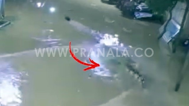 Buaya Masuk Pemukiman, Warga Sangatta, Kutim Panik Akibat Banjir Parah