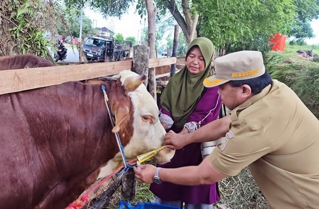 Ekonomi Sulit, Daya Beli Sapi Kurban di Bontang Tetap Laris