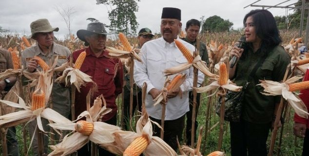 Panen Perdana di Demplot Jagung Desa Kota Bangun II, Bupati Kukar Apresiasi