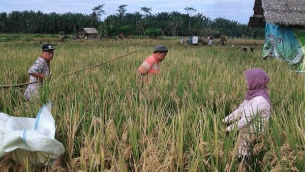 Empat Desa di Kukar jadi Pendukung Ketahanan Pangan IKN