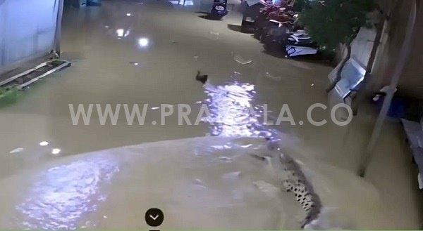 Disdamkartan Kutim Siagakan 16 Personel untuk Patroli di Titik Rawan Buaya