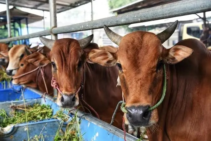 70 Persen Kebutuhan Ternak Kaltim dari Luar, Pengawasan Lalu Lintas Hewan Diperketat