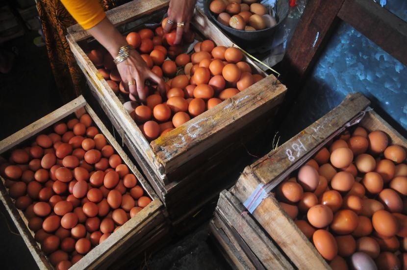 Penyebab Harga Telur Ayam di Kaltim yang Terus Meroket