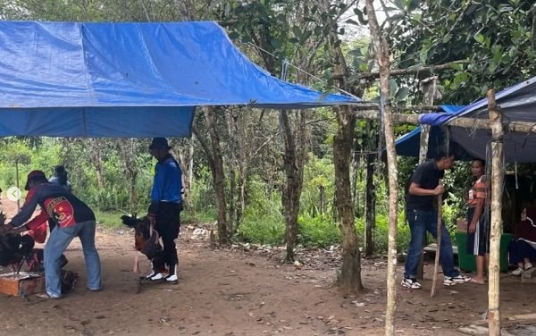 8 Ayam dan Parang Disita, Arena Sabung Ayam di Berau Dibakar Polisi