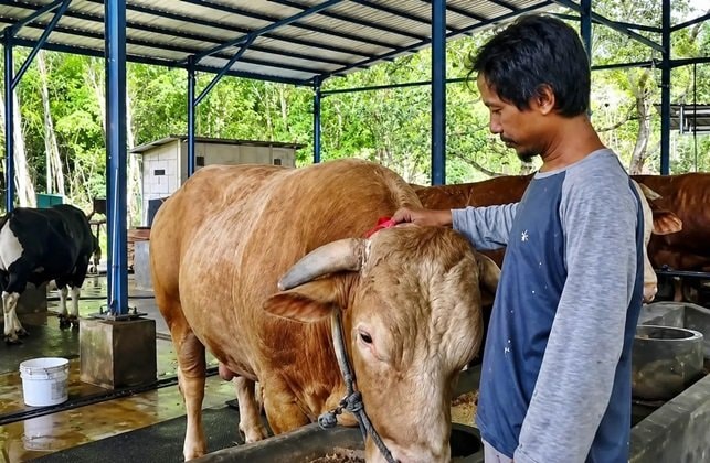 Penampakan Sibison, Sapi Jumbo Pilihan Presiden di Balikpapan Habiskan Pakan Rp1,5 Juta Sebulan
