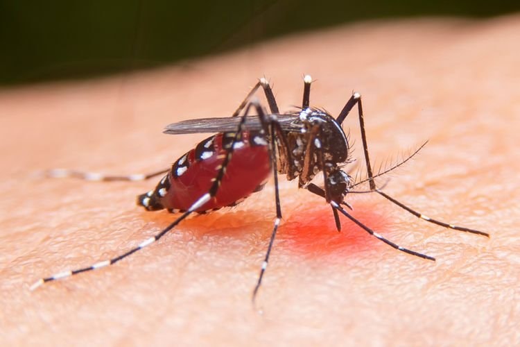 Penyebaran Ember Wolbachia untuk Dua Kecamatan di Bontang Ditarget Bulan Ini