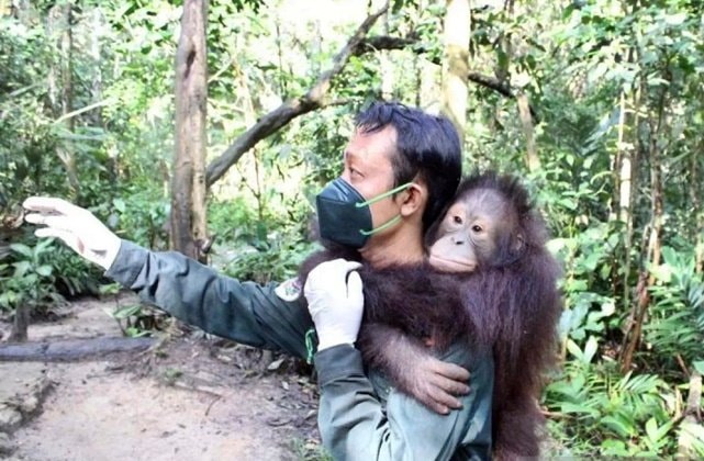 Nasib Orang Utan Kaltim: Dikepung Sawit dan Tambang, Berharap 20 Titik Aman