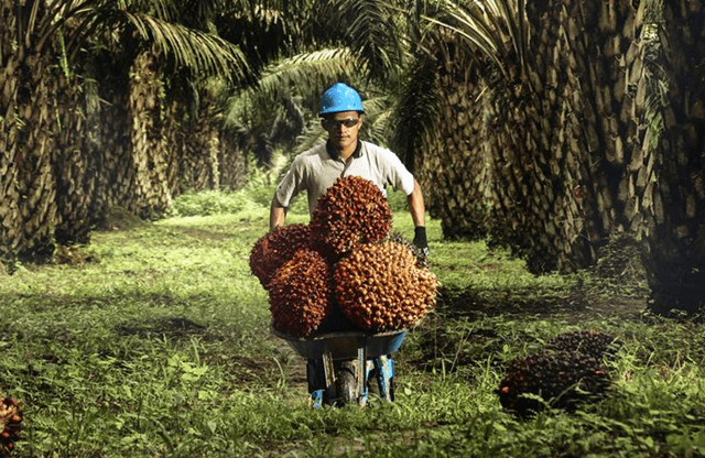 Kutim Tagih Kewajiban 128 Perusahaan Sawit, HGU hingga Kebun Rakyat