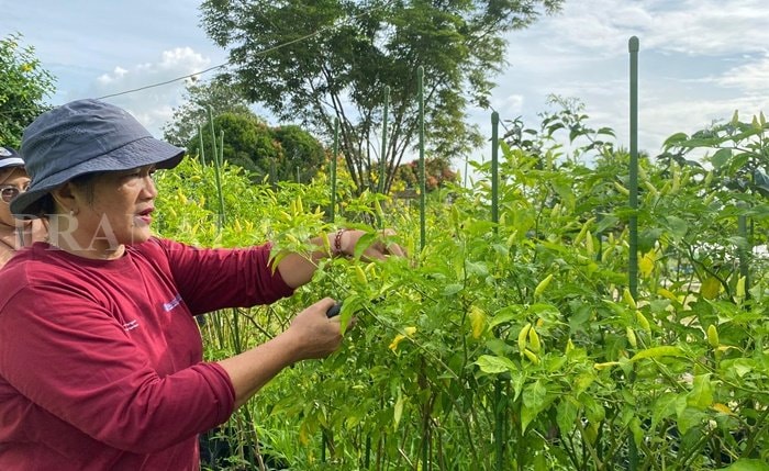 Gerakan Tanam Cabai dari Pekarangan, Cara Bontang Tekan Inflasi dan Cegah Stunting