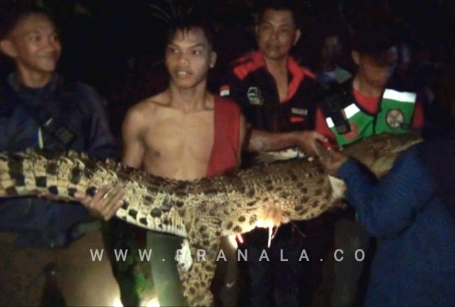 Dua Hari Diburu, Buaya 2,5 Meter Ditangkap Warga Samarinda