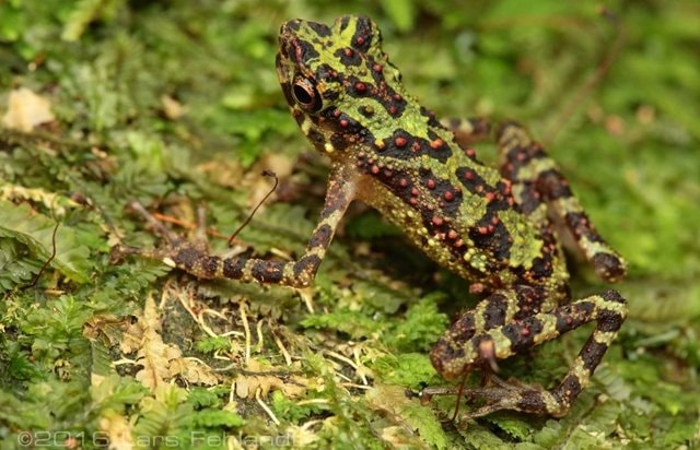 Sempat Hilang sejak 1924, Katak Pelangi Muncul Lagi di Kalimantan