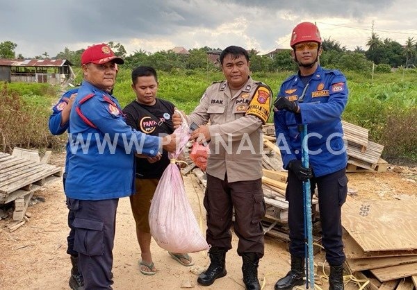 Disdamkartan Bontang Tangkap Ular Piton dan Cobra dalam Hitungan Menit