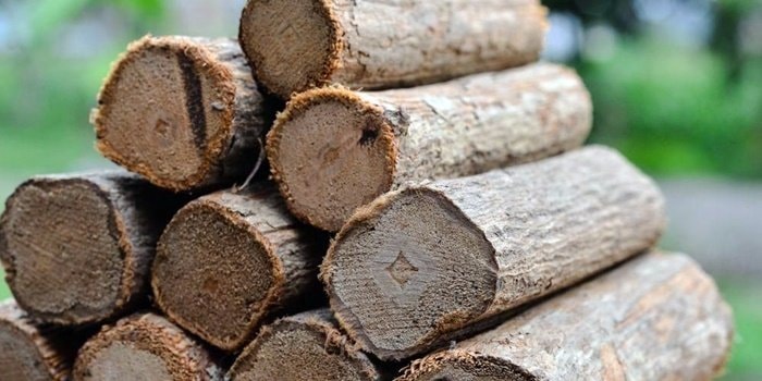 Manfaat Kayu Bajakah, Obat Tradisional Kalimantan Diklaim Penyembuh Kanker