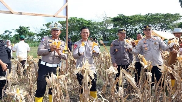 Kolaborasi Polres dan Pemkot Bontang; 5 Kg Bibit Jagung Hasilkan 3,2 Ton