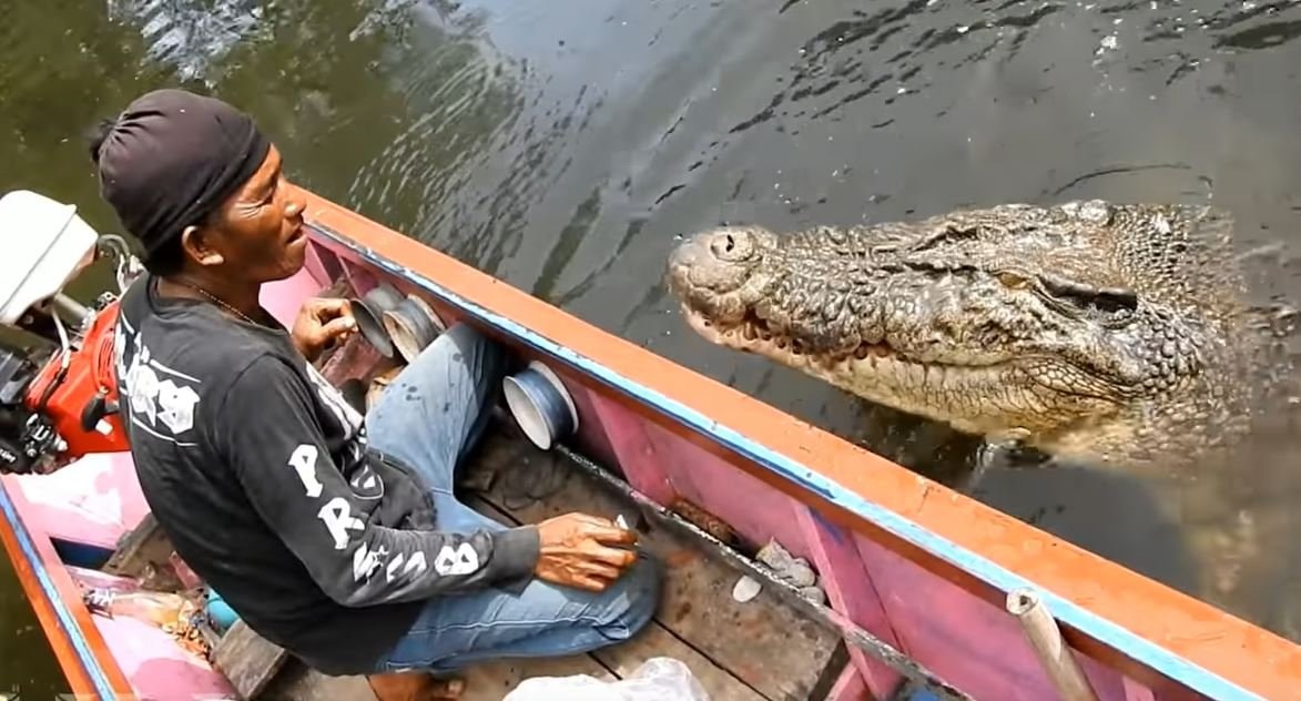 Pemkot Bontang: Rencana Relokasi Buaya "Riska" Belum Ada