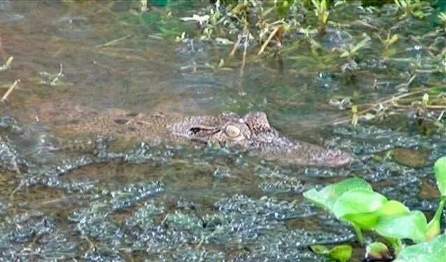 Waspada! Ada Buaya Muncul di Sungai Mahakam