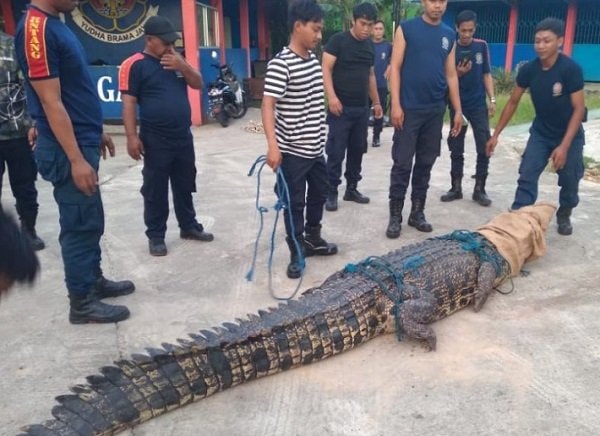 Hindari Korban Lebih Banyak, Faisal Kembali Suarakan Pembangunan Penangkaran Buaya di Bontang