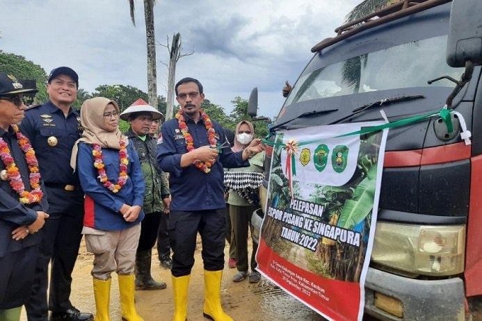 Pisang Kepok Grecek Kaltim Mendunia
