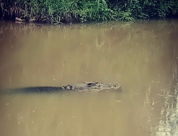 Diseret Buaya saat di Empang, Warga Muara Badak Hilang di Perairan Tanjung Pimping