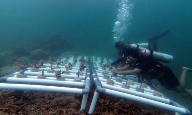 Pemuda Pulau Miang Kutim Jaga Surga Bawah Laut lewat Transplantasi Terumbu Karang