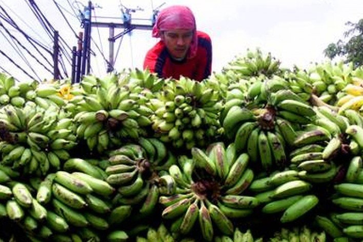 Pisang Kepok asal Kutai Timur Tembus Pasar Ekspor ke Singapura Senilai Rp37,44 Miliar