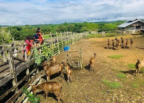 Wisata Rusa hingga Museum, Pemprov Kaltim Gratiskan Retribusi Masuk selama Tiga Bulan