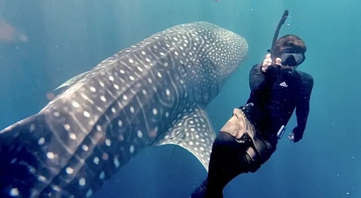 Hiu Paus Pulau Miang jadi Harapan Baru Wisata Bahari Kaltim
